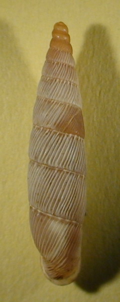 Papillifera papillaris (O.F. Mller, 1774)